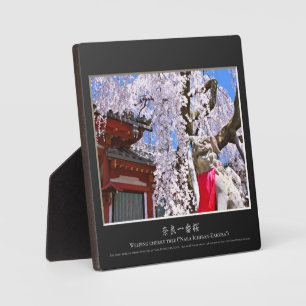 Placa Expositora Árbol de cerezo llorón ("Nara Ichiban-Zakura")