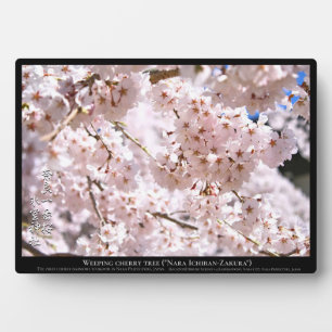 Placa Expositora Árbol de cerezo llorón ("Nara Ichiban-Zakura")