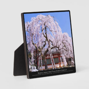 Placa Expositora Árbol de cerezo llorón ("Nara Ichiban-Zakura")