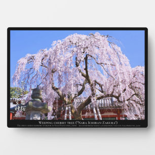 Placa Expositora Árbol de cerezo llorón ("Nara Ichiban-Zakura")
