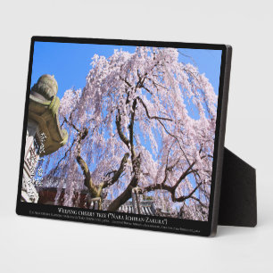 Placa Expositora Árbol de cerezo llorón ("Nara Ichiban-Zakura")