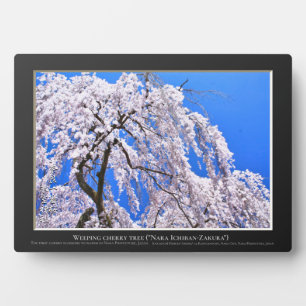 Placa Expositora Árbol de cerezo llorón ("Nara Ichiban-Zakura")