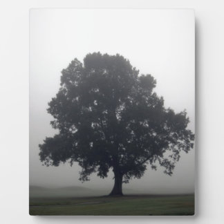 Placa Expositora Árbol de niebla