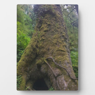 Placa Expositora Árbol de Spruce gigante, Cabo Perpetua, O