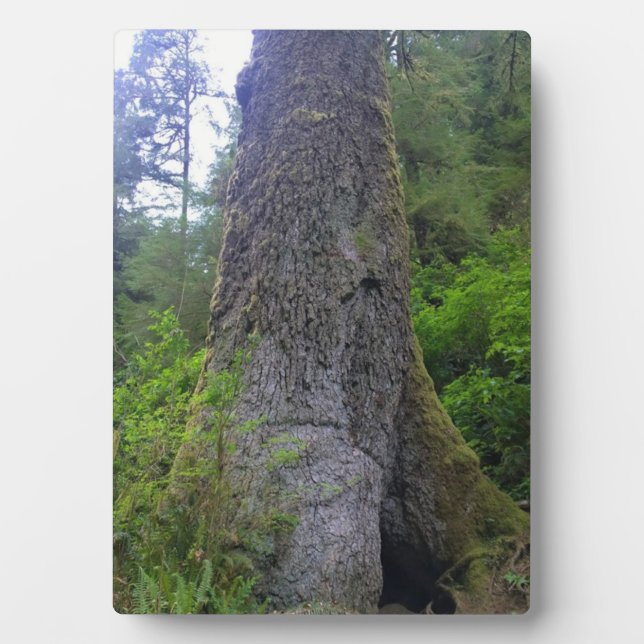 Placa Expositora Árbol de Spruce gigante, Cabo Perpetua, O (Frente)