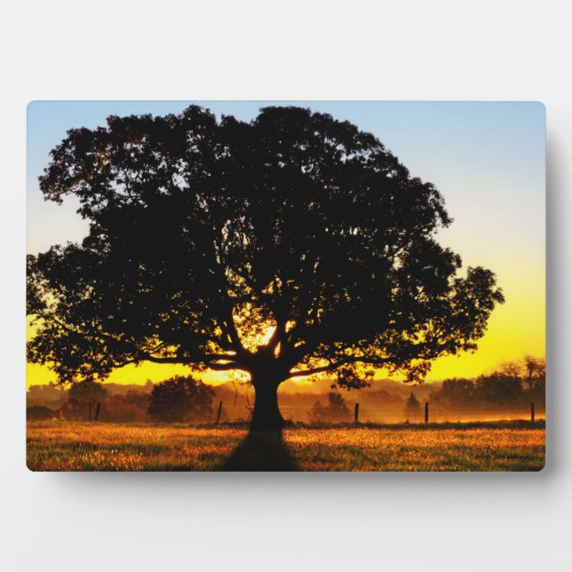 Placa Expositora Árbol por la mañana (Frente)