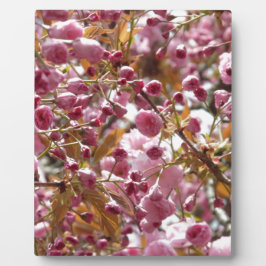 Placa Expositora Árboles de cerezo japoneses