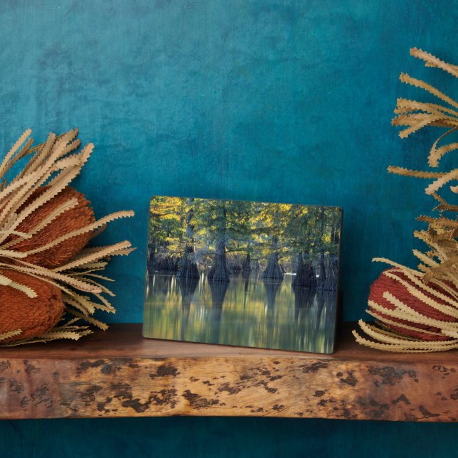 Placa Expositora Árboles de ciprés calvos | Horseshoe Lake Illinois (Lado)