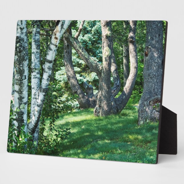 Placa Expositora Árboles de la colina (Lado)