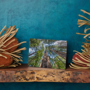 Placa Expositora Árboles de secuoya   Condado de Marin, California