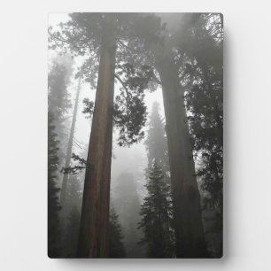 Placa Expositora Árboles de secuoyas gigantes en niebla, CA