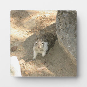 Placa Expositora Ardilla Cuta en Yosemite, CA