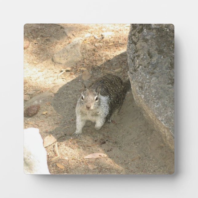 Placa Expositora Ardilla Cuta en Yosemite, CA (Frente)