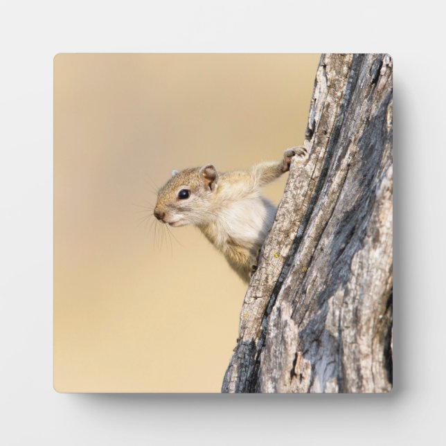 Placa Expositora Ardilla de árbol (Frente)