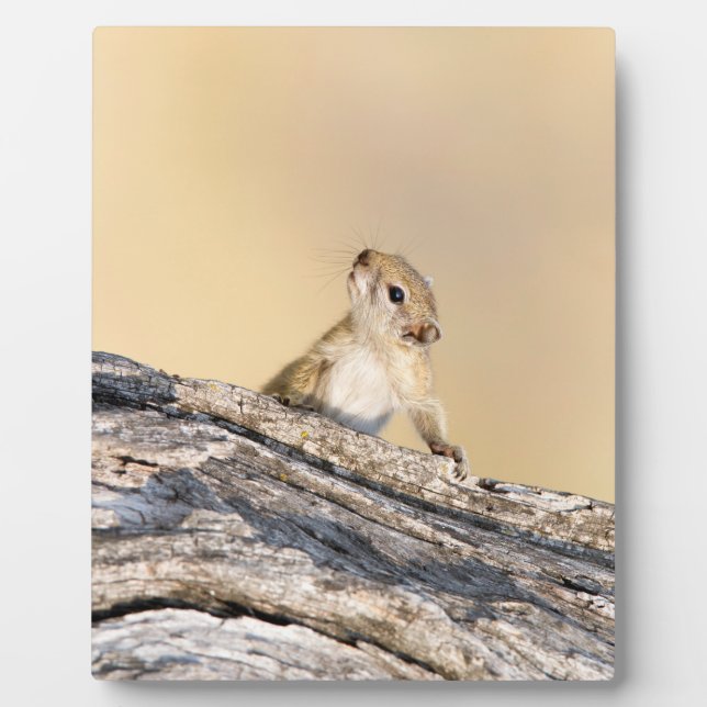 Placa Expositora Ardilla de árbol (Frente)