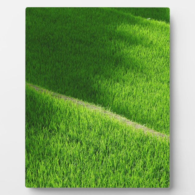 Placa Expositora Arroz con terrazas campos de arroz de Yamada Japón (Frente)