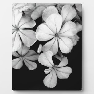 Placa Expositora Arte de Plumbago Monocromo Vintage