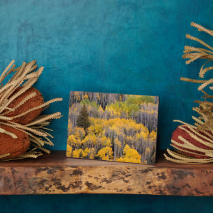 Placa Expositora Aspen Trees   Bosque nacional del río Blanco