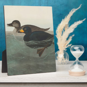 Placa Expositora Audubon American Scoter Duck Classic