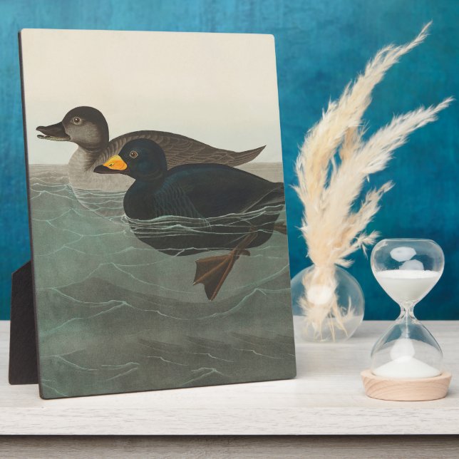 Placa Expositora Audubon American Scoter Duck Classic (Lado)