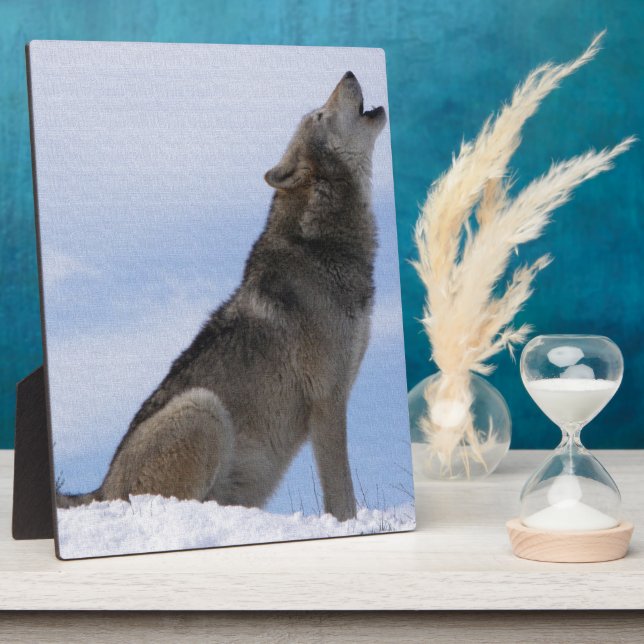 Placa Expositora Aullido del lobo (Lado)