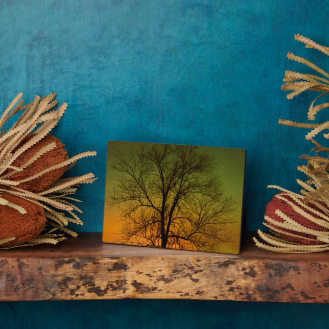 Placa Expositora Aurora Borealis y Cottonwood Tree (Lado)