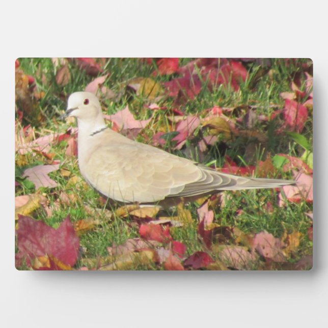 Placa Expositora Autumn Dove (Frente)