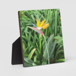 Placa Expositora Ave de la planta del paraíso (Strelitzia)