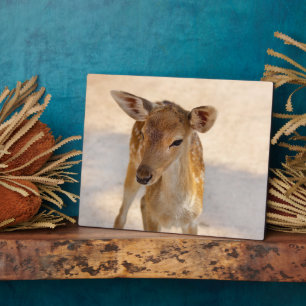 Placa Expositora Baby Deer