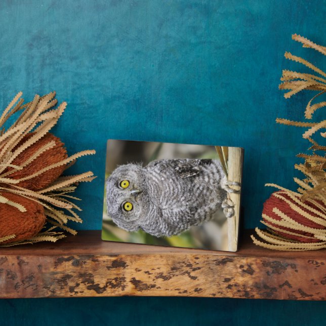 Placa Expositora Baby Screetch-Owl (Lado)