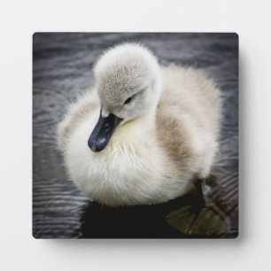 Placa Expositora Baby Swan Cygnet
