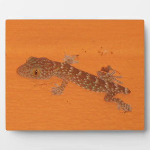 Placa Expositora Baby Tokay Gecko