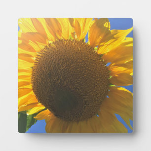 Placa Expositora Bajo un girasol