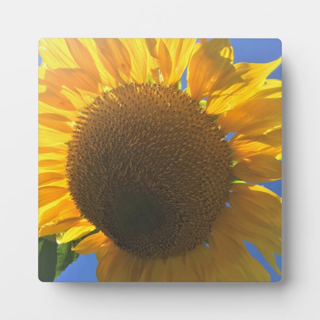 Placa Expositora Bajo un girasol (Frente)