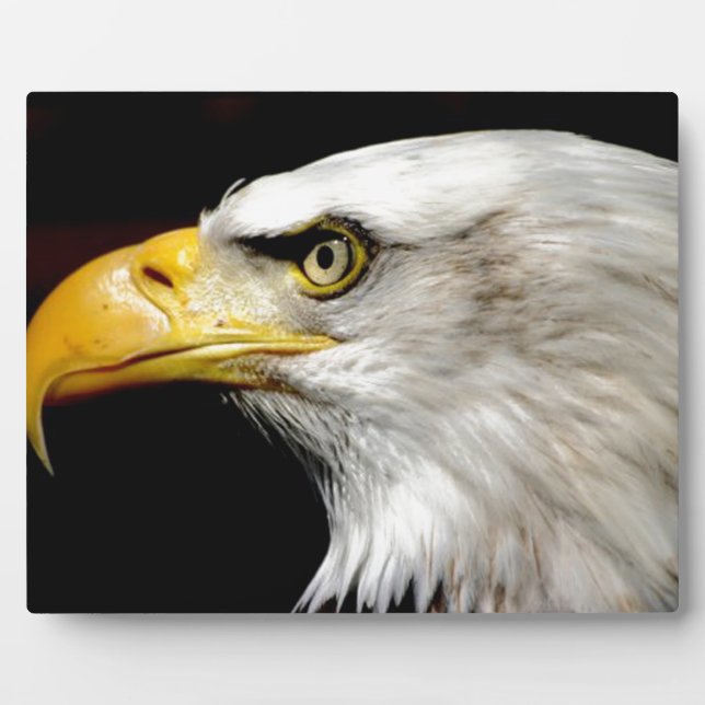 Placa Expositora Bald Eagle (Frente)