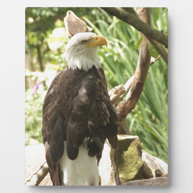 Placa Expositora Bald Eagle (Frente)