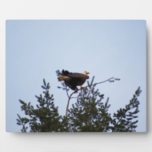 Placa Expositora Bald Eagle