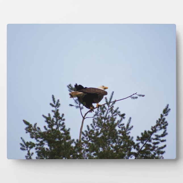 Placa Expositora Bald Eagle (Frente)