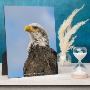 Placa Expositora Bald Eagle