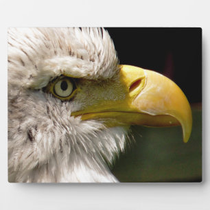 PLACA EXPOSITORA BALD EAGLES