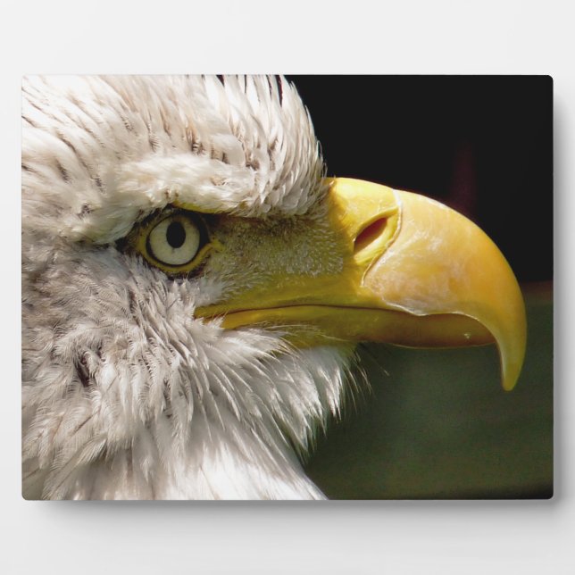 PLACA EXPOSITORA BALD EAGLES (Frente)