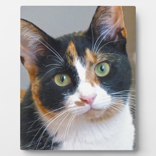 Placa Expositora Bandit (Frente)