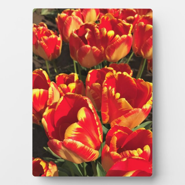 Placa Expositora Banja Luka Tulips, Oregón (Frente)