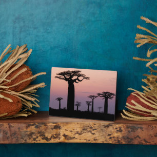 Placa Expositora Baobab Alley', Madagascar, Morondava, África,