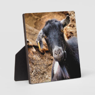 PLACA EXPOSITORA BARBA