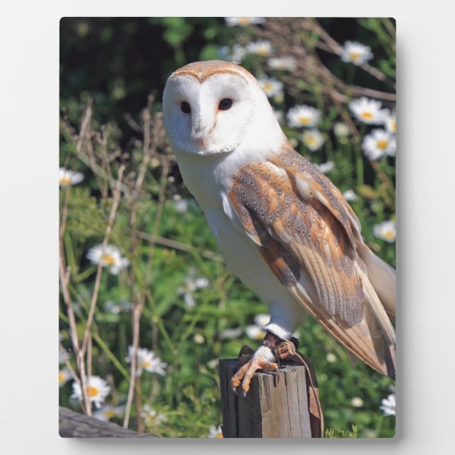 Placa Expositora Barn Owl (Frente)
