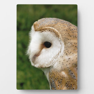 PLACA EXPOSITORA BARN OWLS