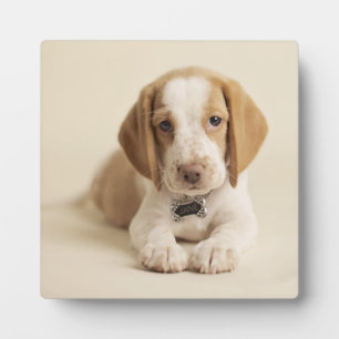 Placa Expositora Beagle Puppy