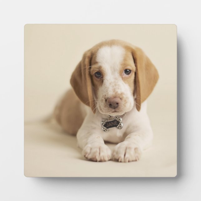 Placa Expositora Beagle Puppy (Frente)