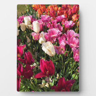 Placa Expositora Beautiful Tulip Garden Bed, Oregon